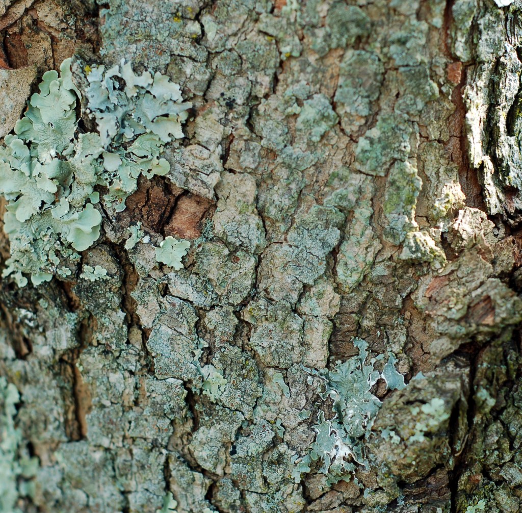 Dogwood bark and lichen