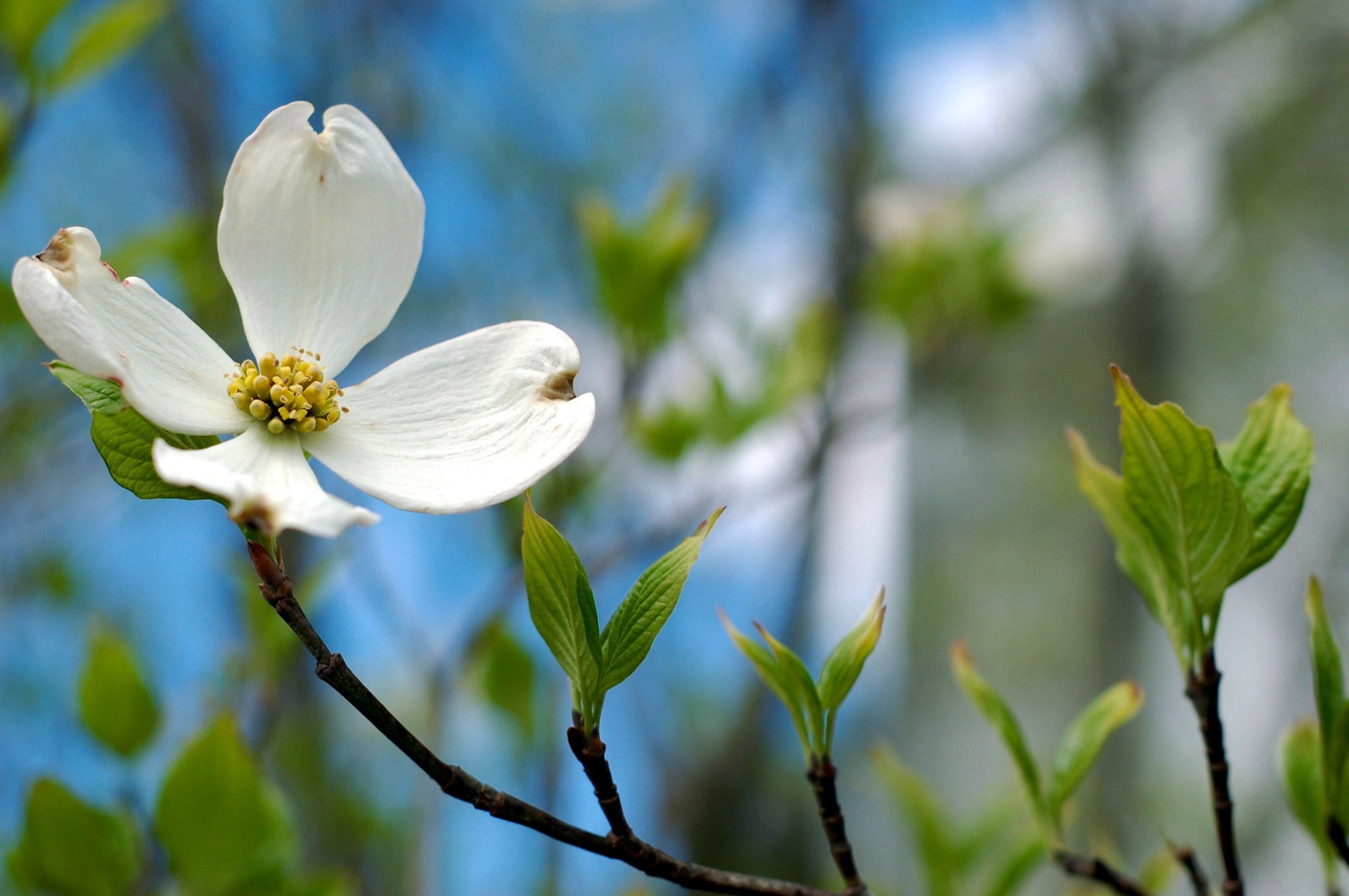 Flowering dogwood, bright