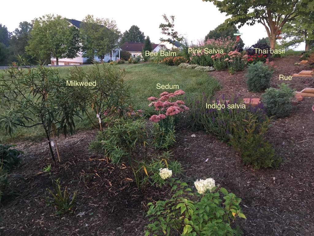 annotated-garden_0168