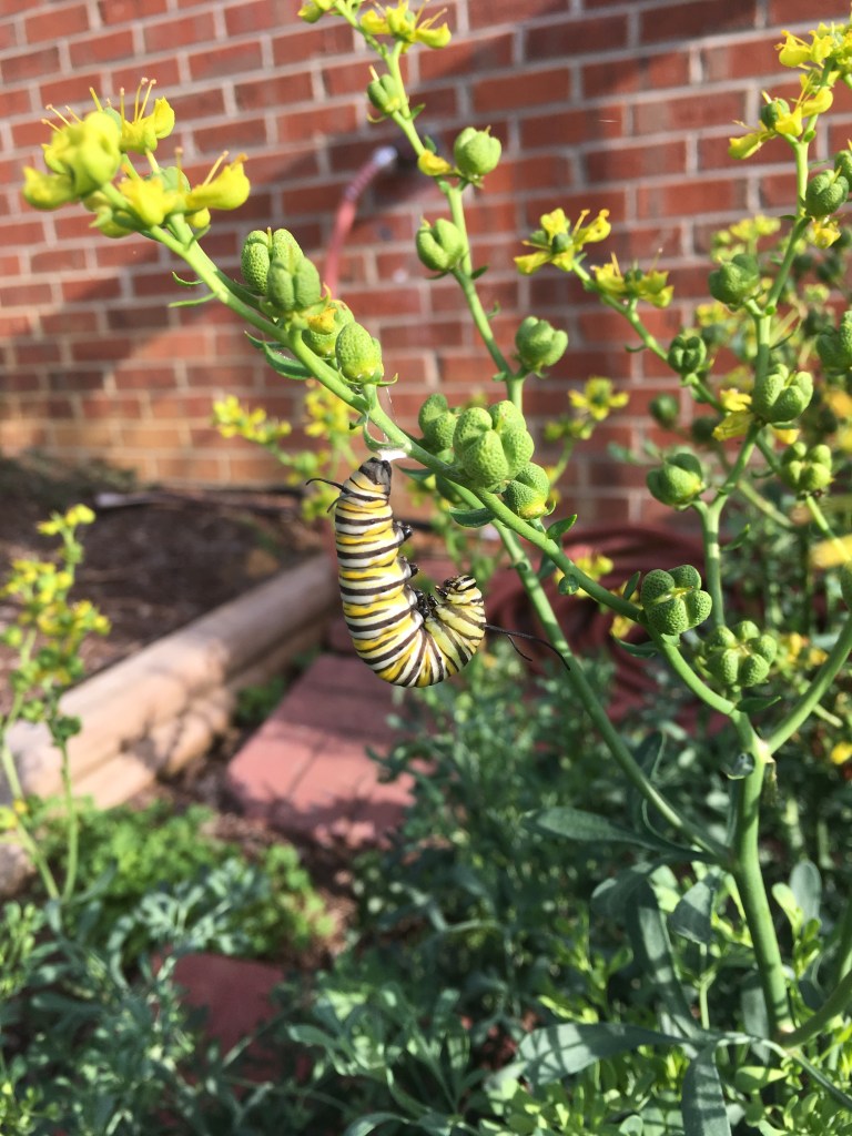 caterpillar pre chrysalis