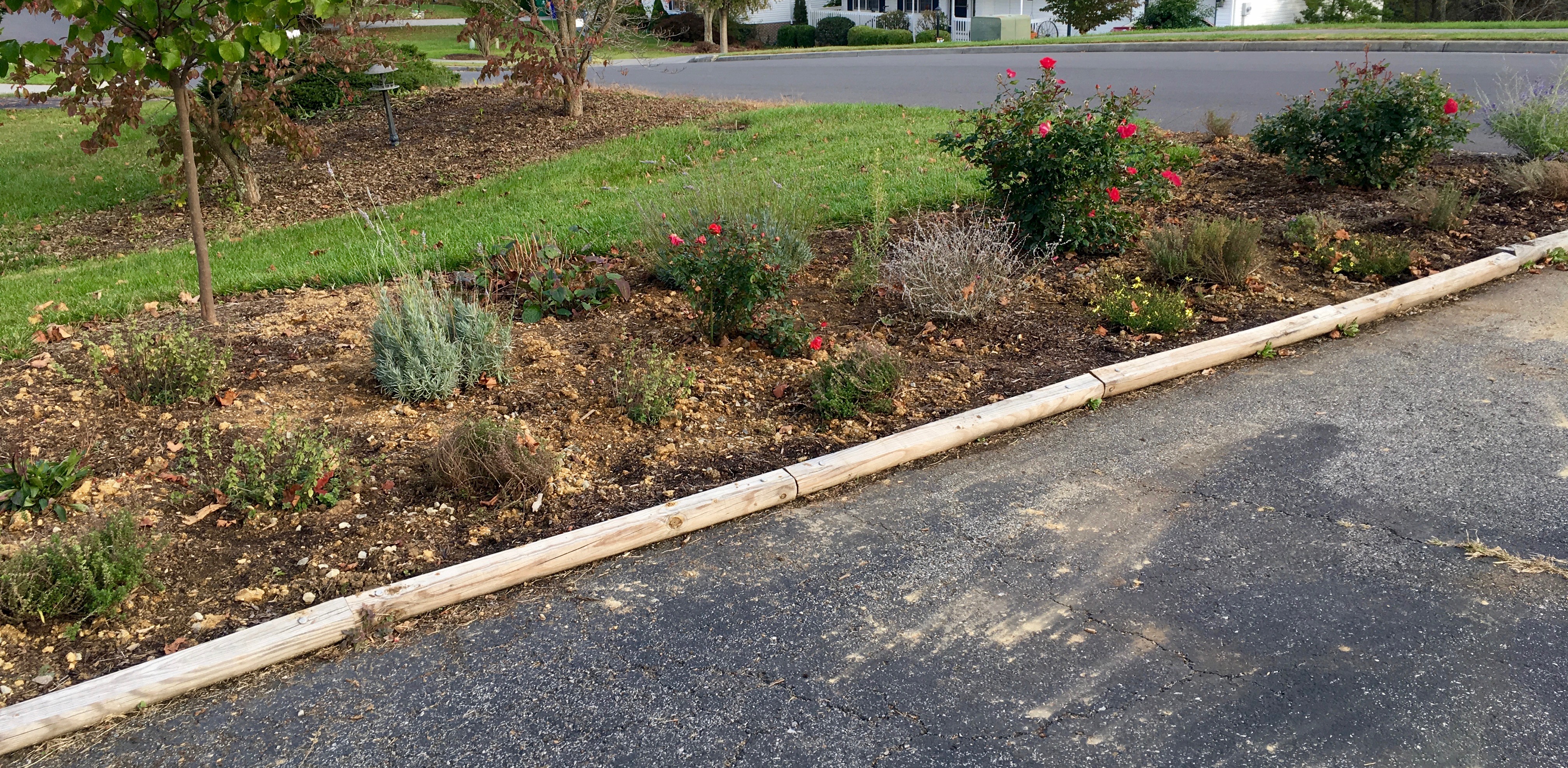 herb garden after replanting 2881