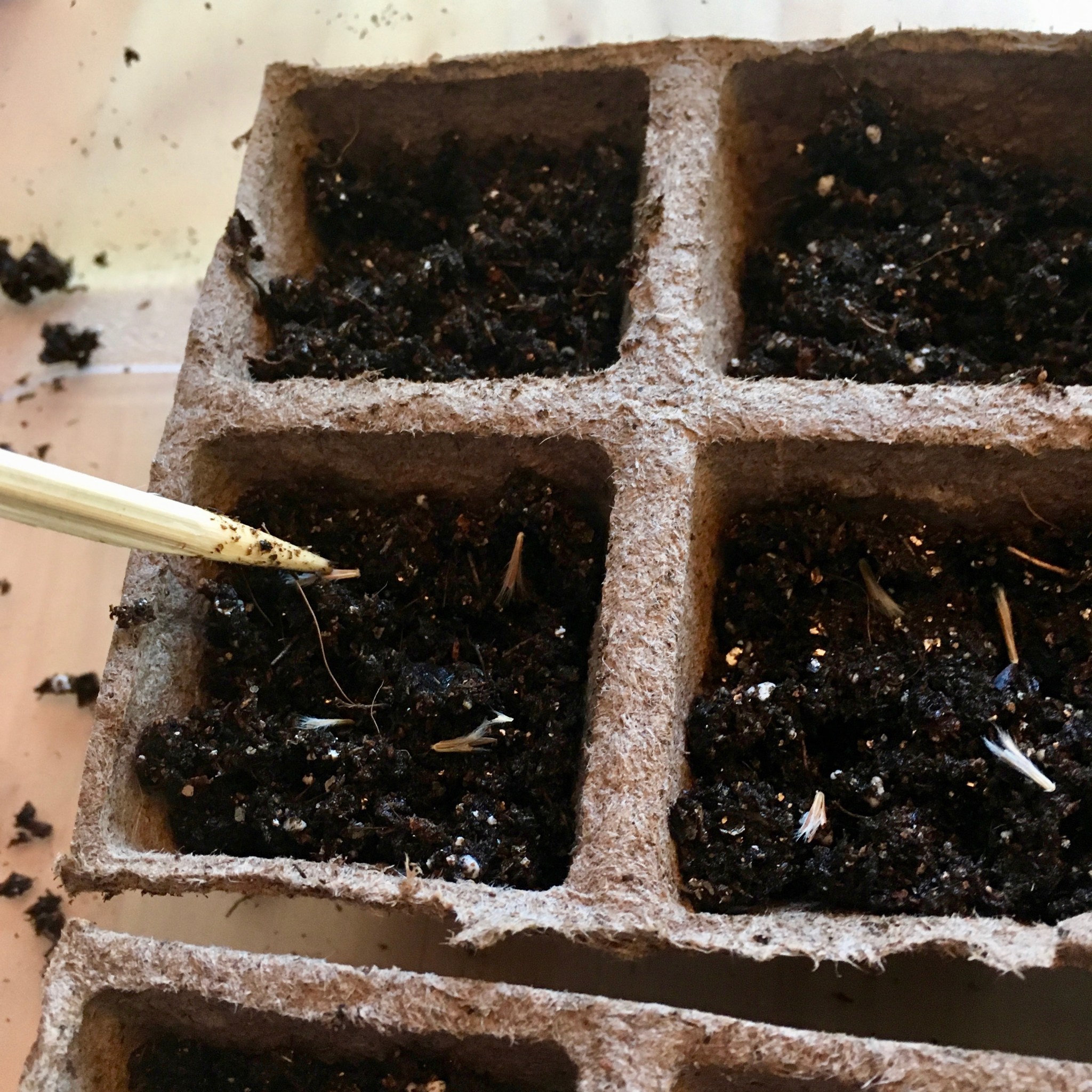 poking bluestem seeds into soil