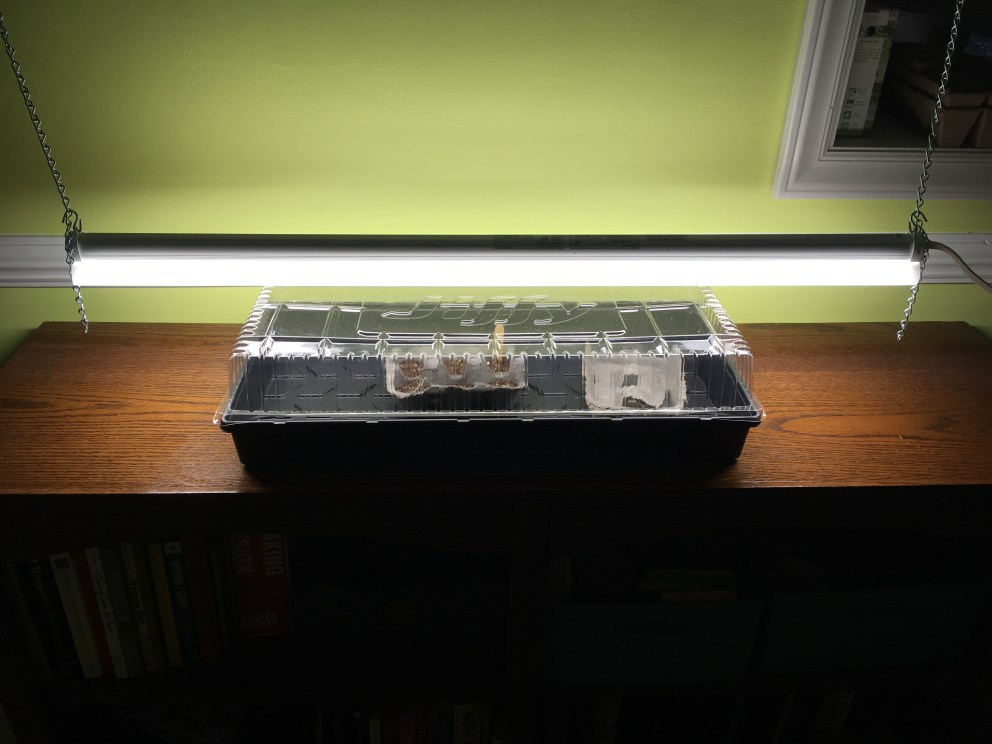 violas under shop light.jpg