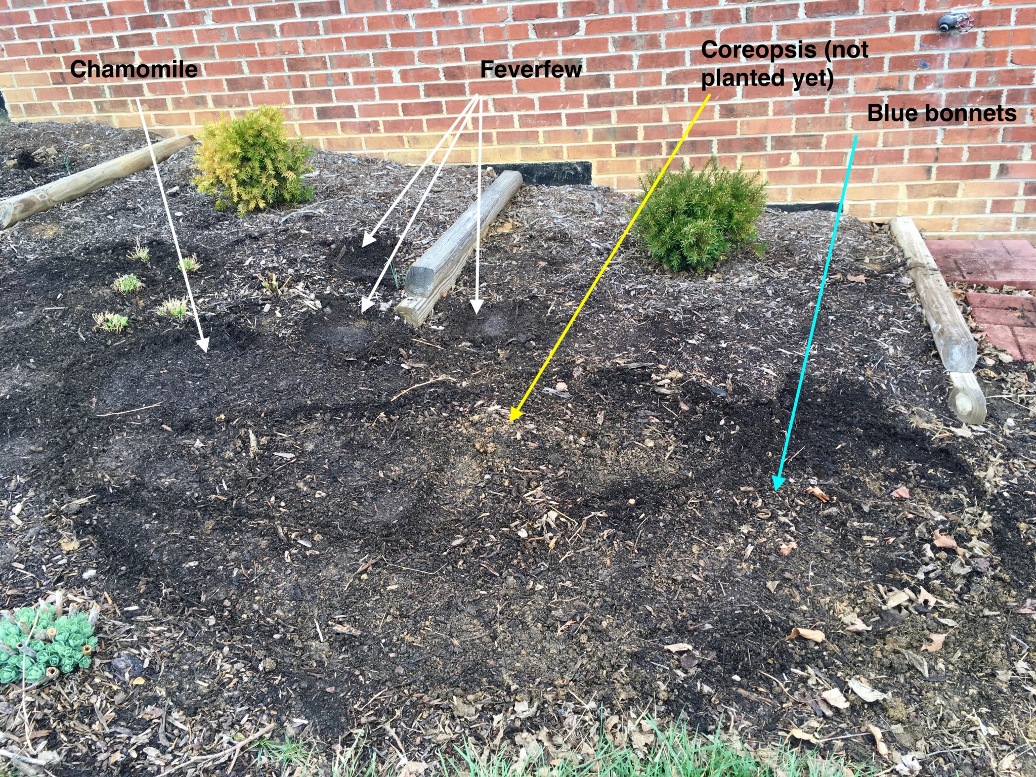 blue bonnet bed at sowing time annotated