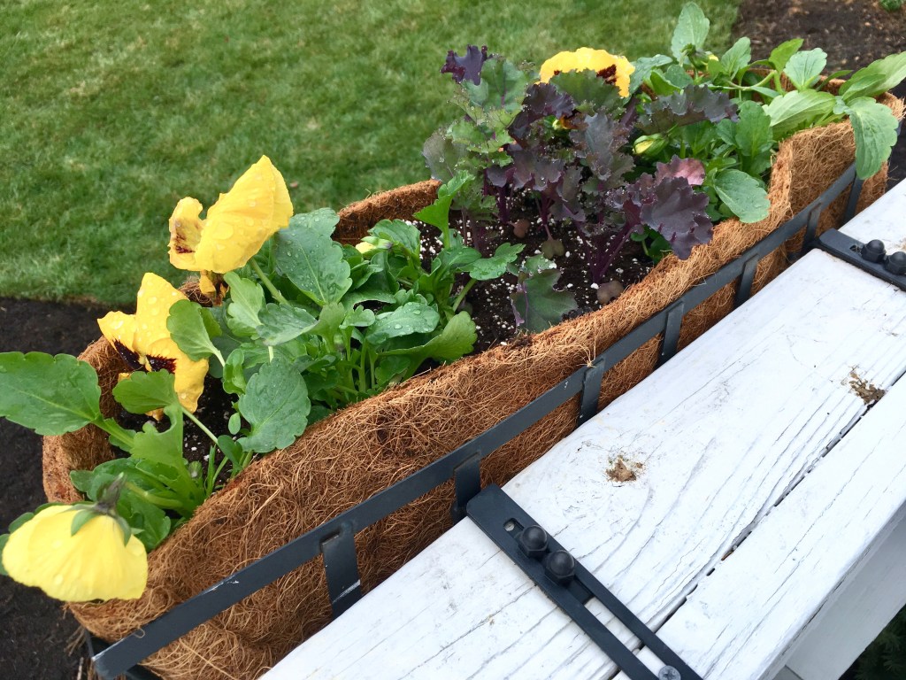 flower box pansies kale (1)
