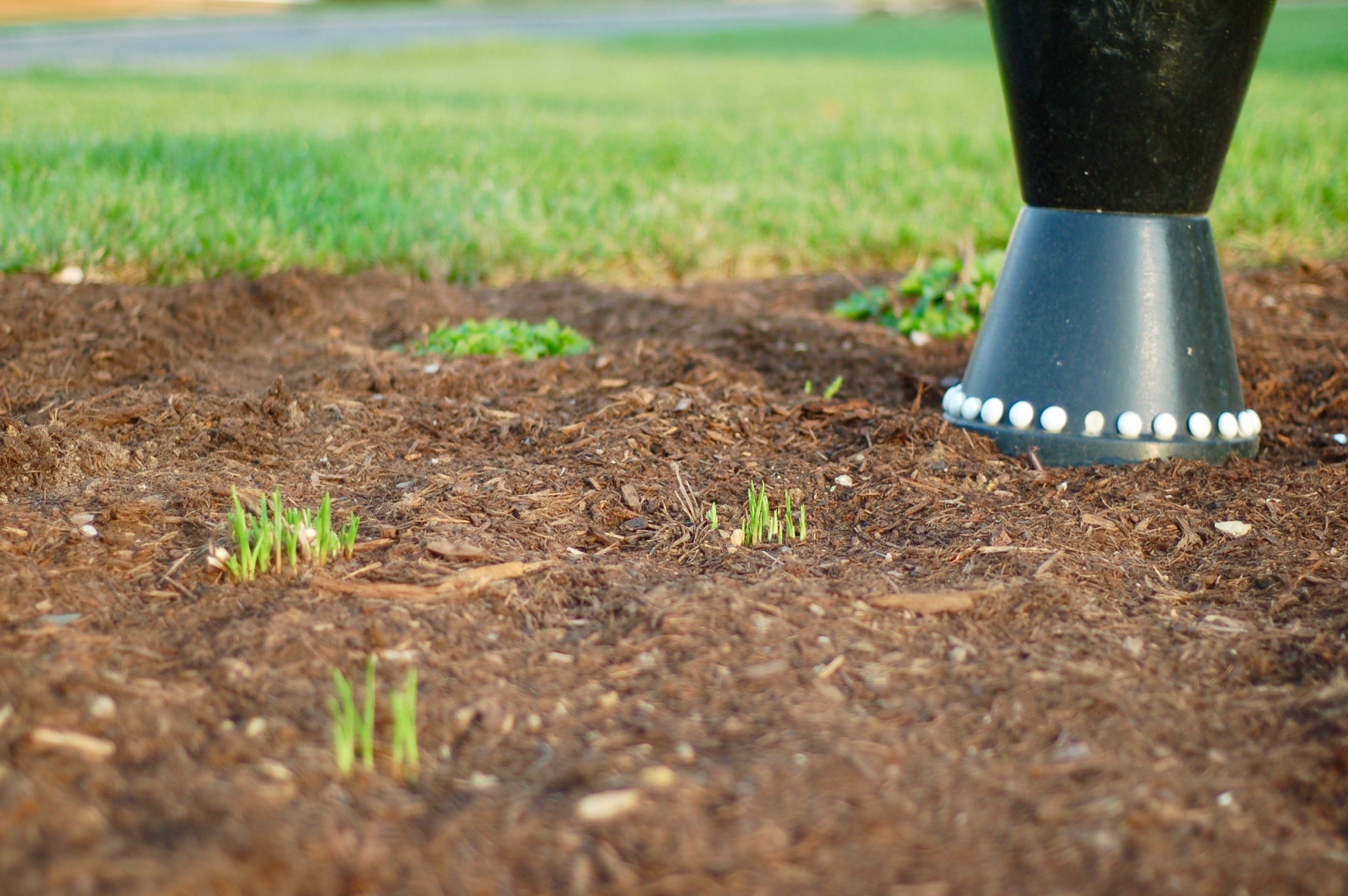 liatris emerging by bird bath (1)