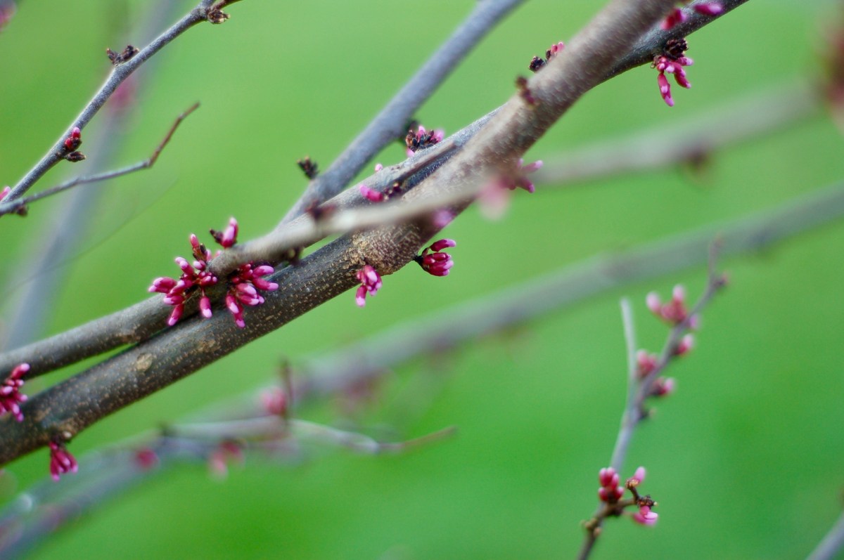 Spring is springing! – Andrea's Gardening Blog