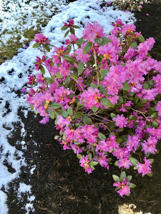 rhododendrons and snow apr 8