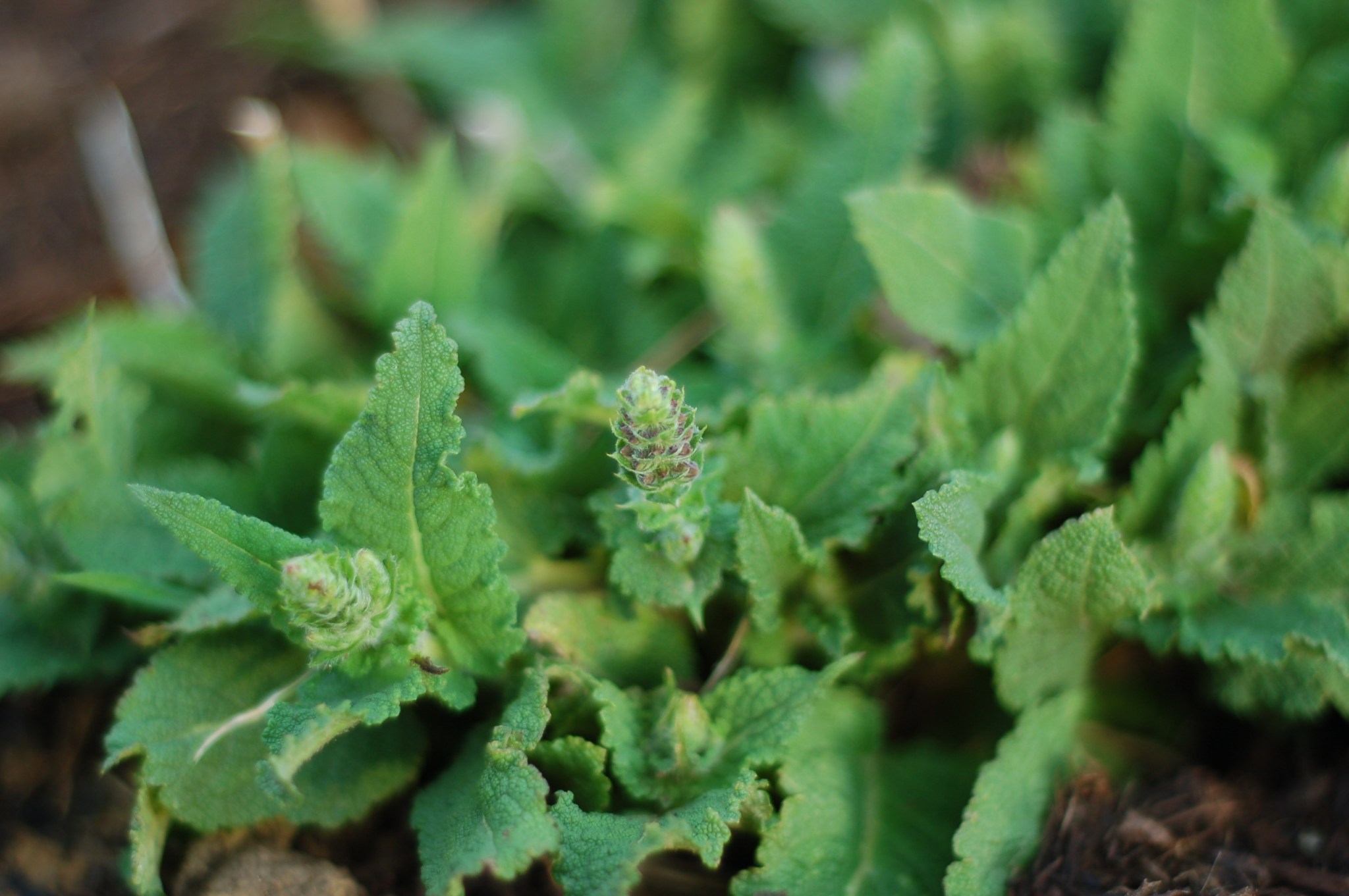 salvia buds