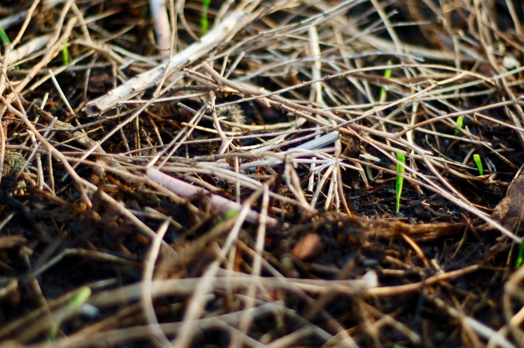 wheat shoots ermerging (1)