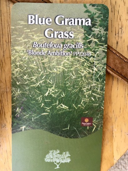 May 10 Blue Grama Grass