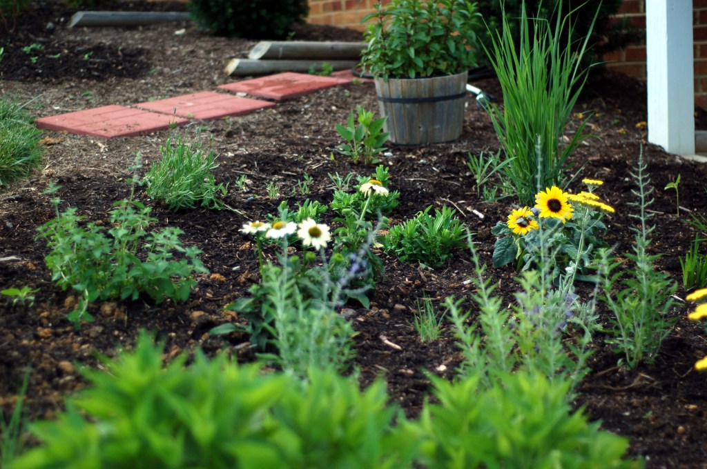 sunflowers and cone flowers_0017