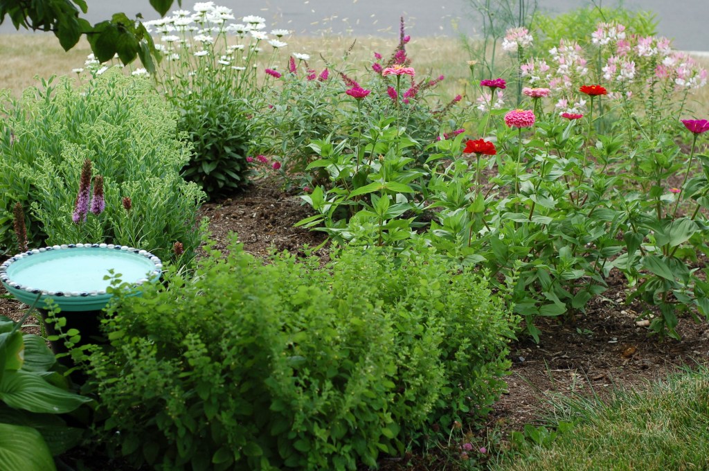 front lobe from back 17