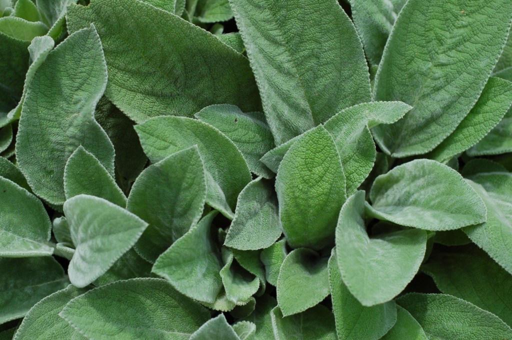 lambs ear 65