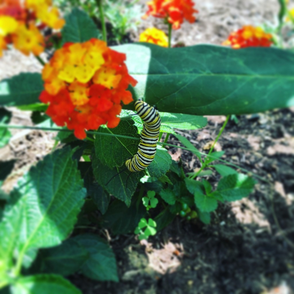 monarch caterpillar