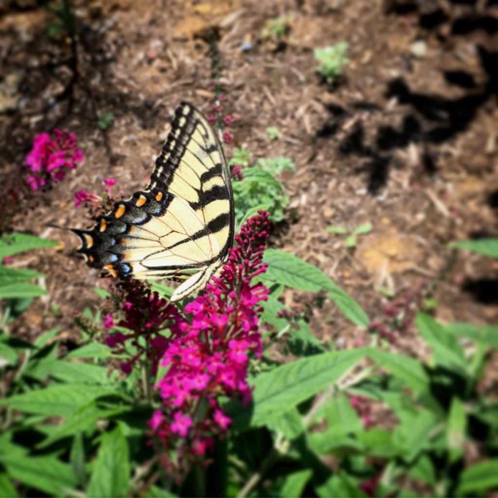 tiger swallowtail on butterfly bush