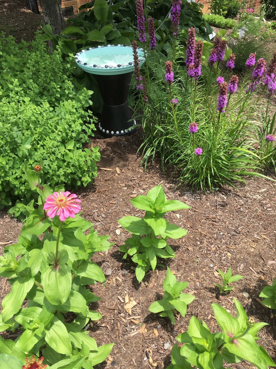 zinnias, liatris, bird bath