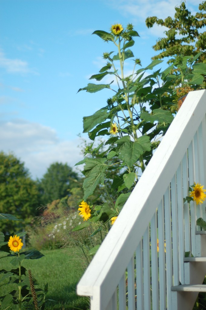 tall sunflowers_0101
