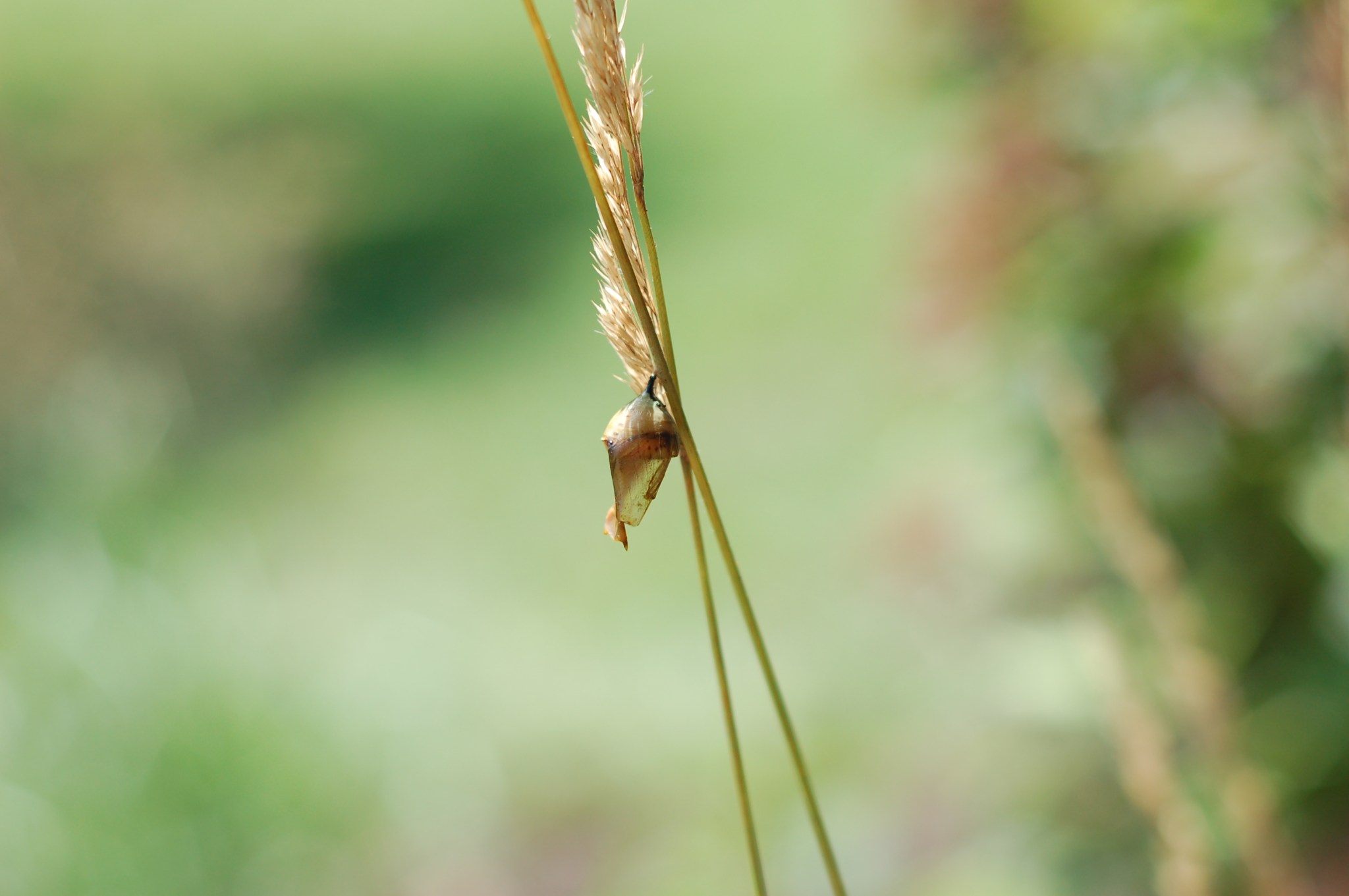 monarch empty chrysalis