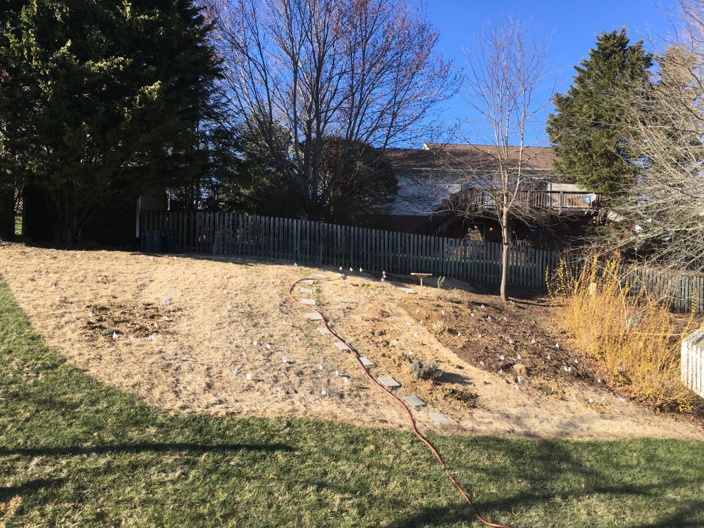 3 back hill forsythia in bloom copy mar18