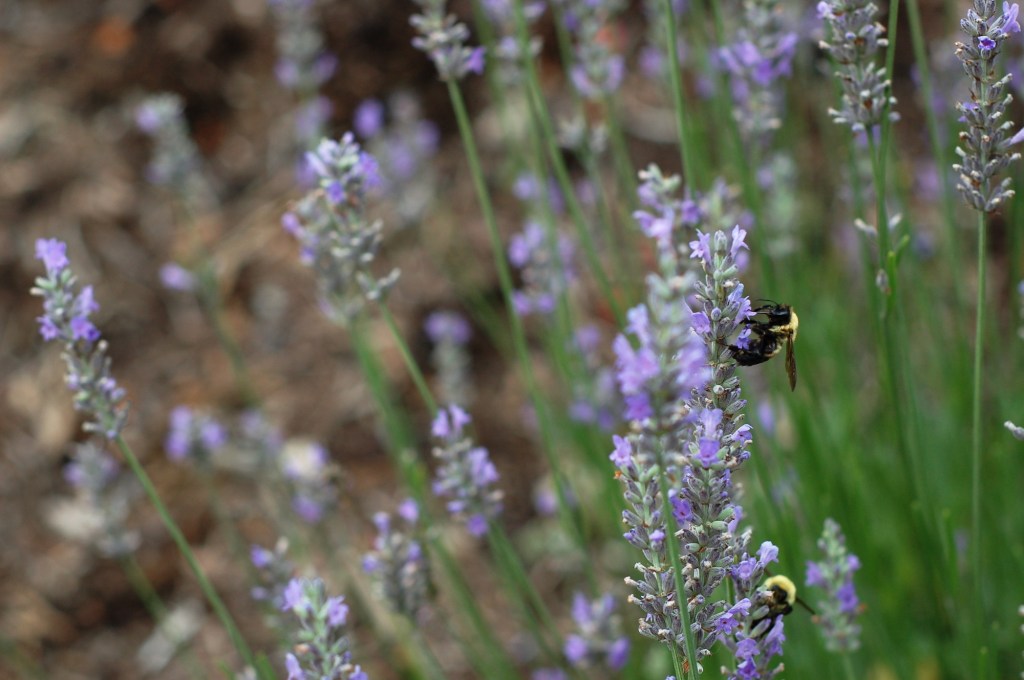 bumblebees on lavender 014
