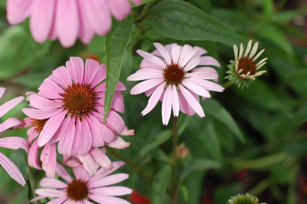 echinacea jul 7 34