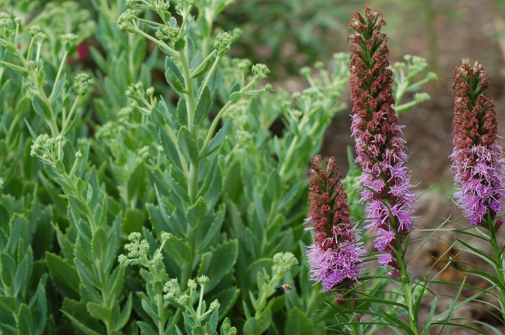 liatris and sedum 15