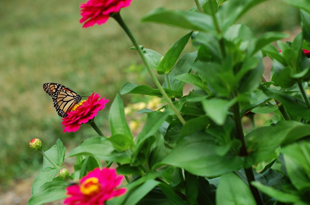 monarch on zinnia 77