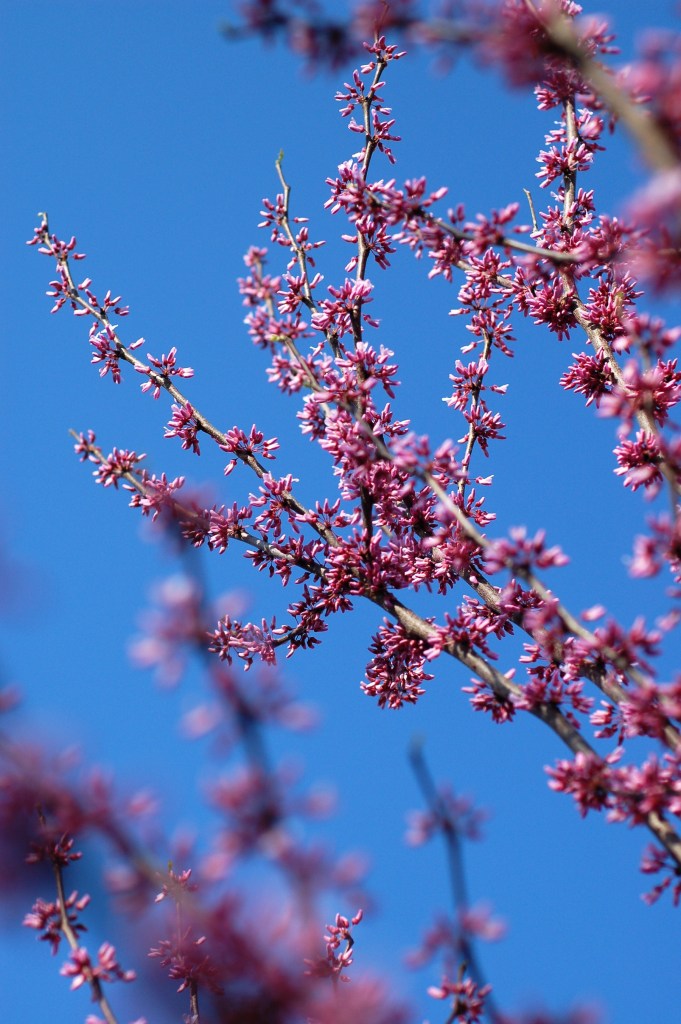 03 redbud branches with sky