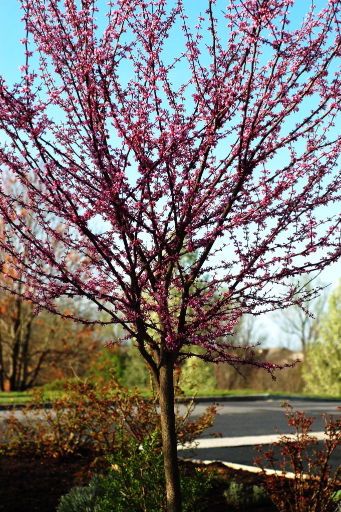 08 redbud tree