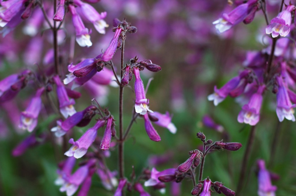 beardtongue