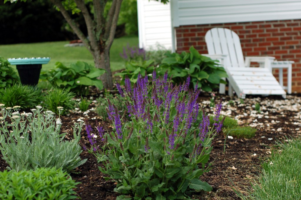 bird bath indigo salvia chair23