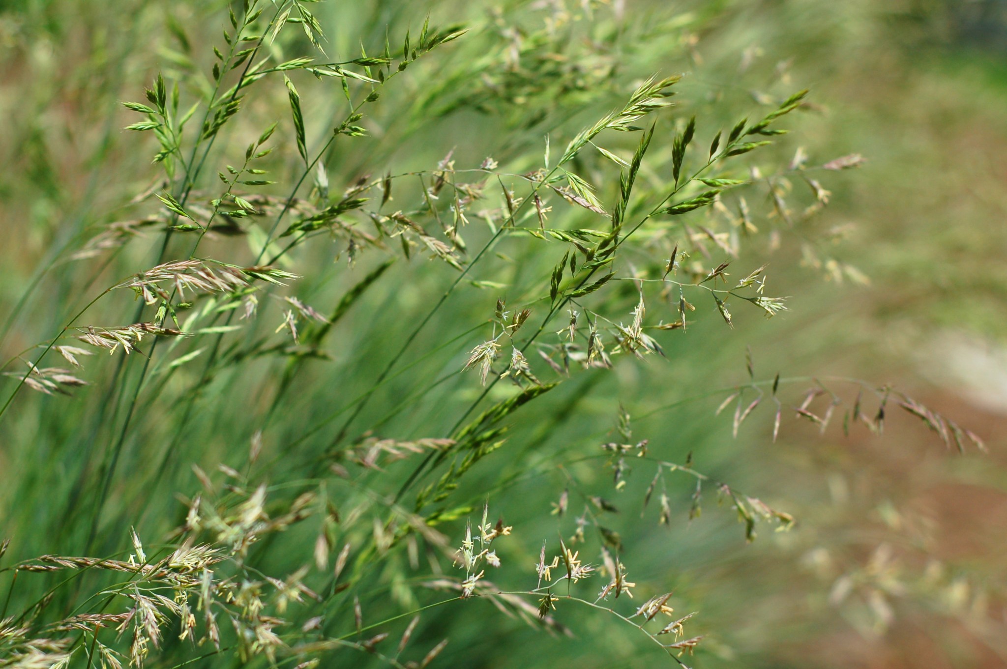 blue fescue grass in bloom55