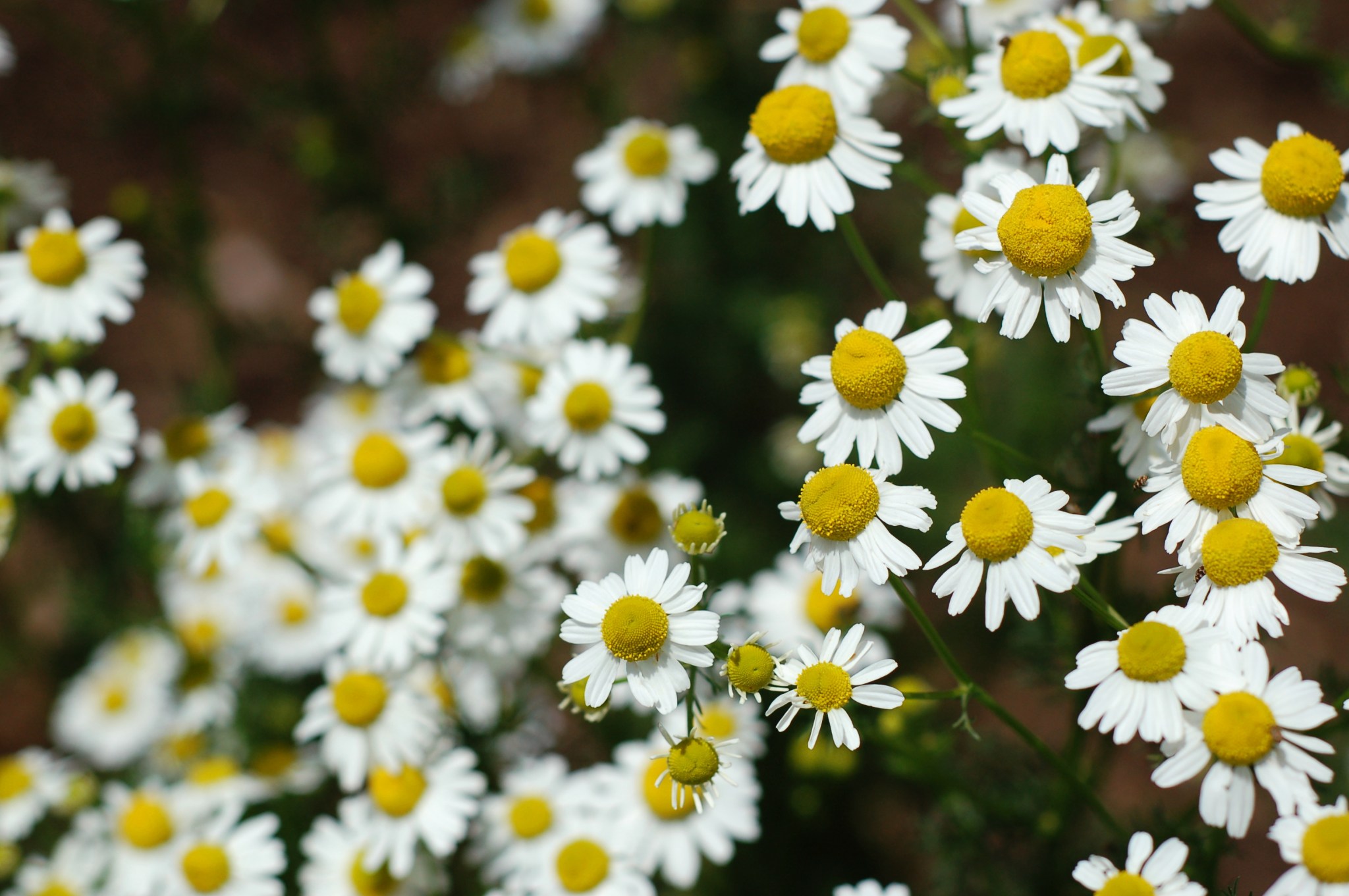 chamomile in bloom59