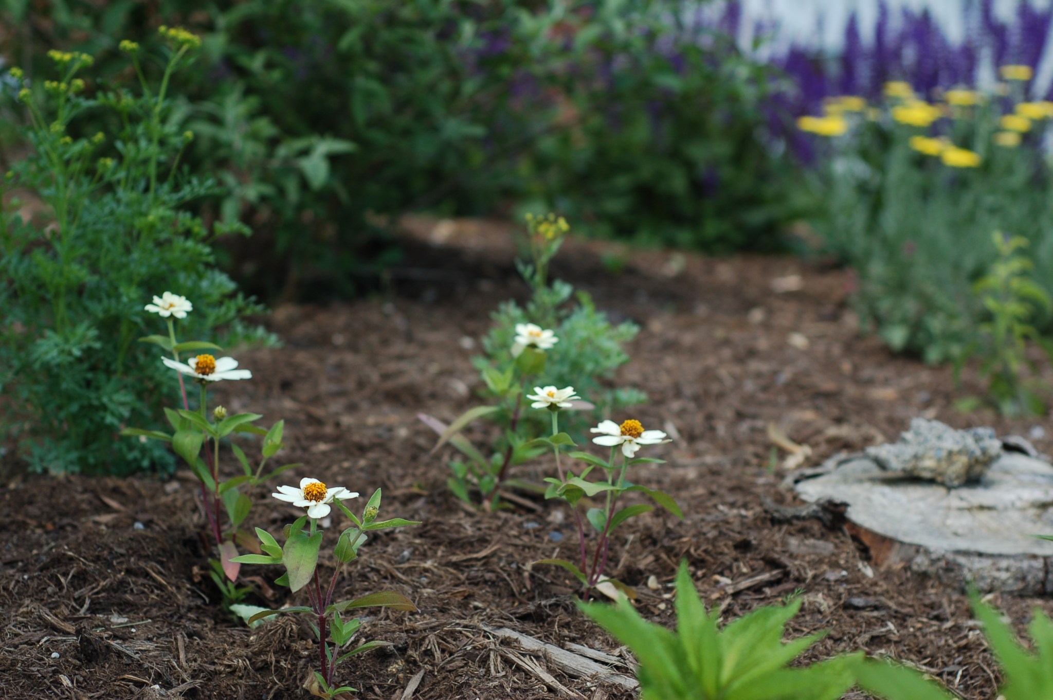 white zinnias34