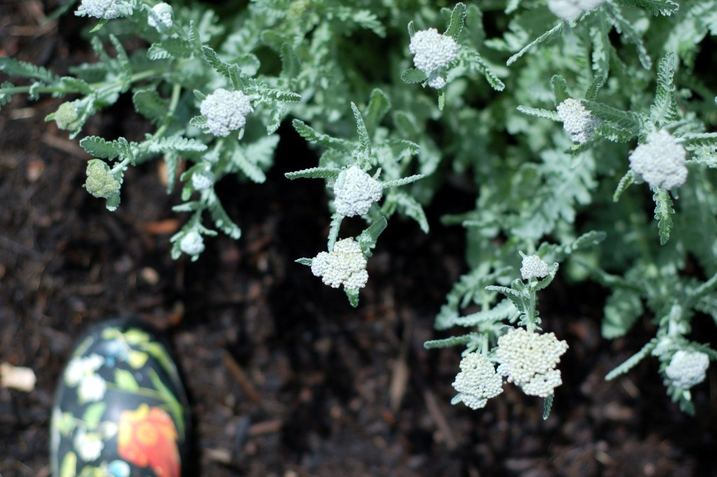yarrow and rain boot06