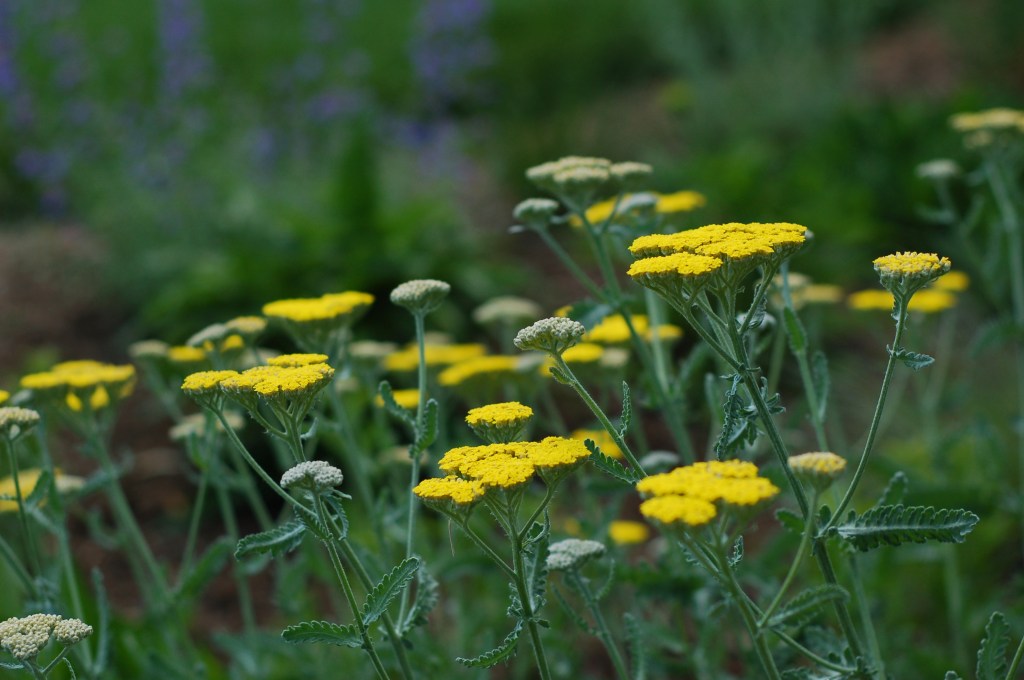 yarrow29
