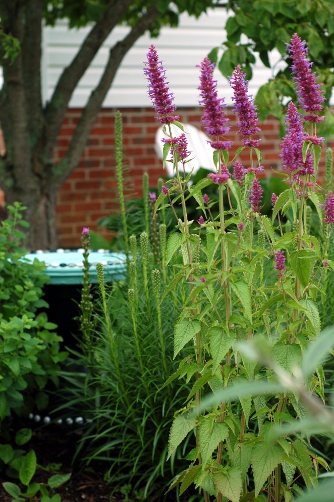 agastache and liatris June 9_0015