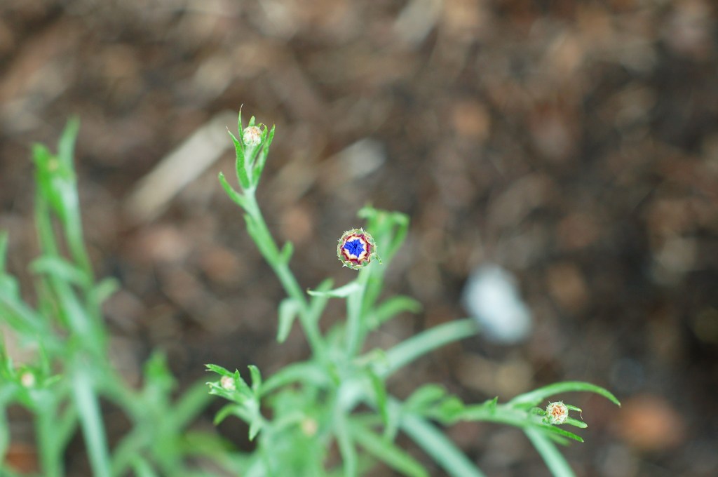 cornflower bud June 9_0014