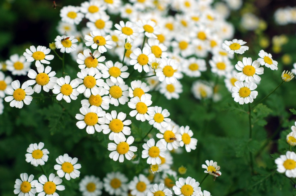 feverfew June 9_0006