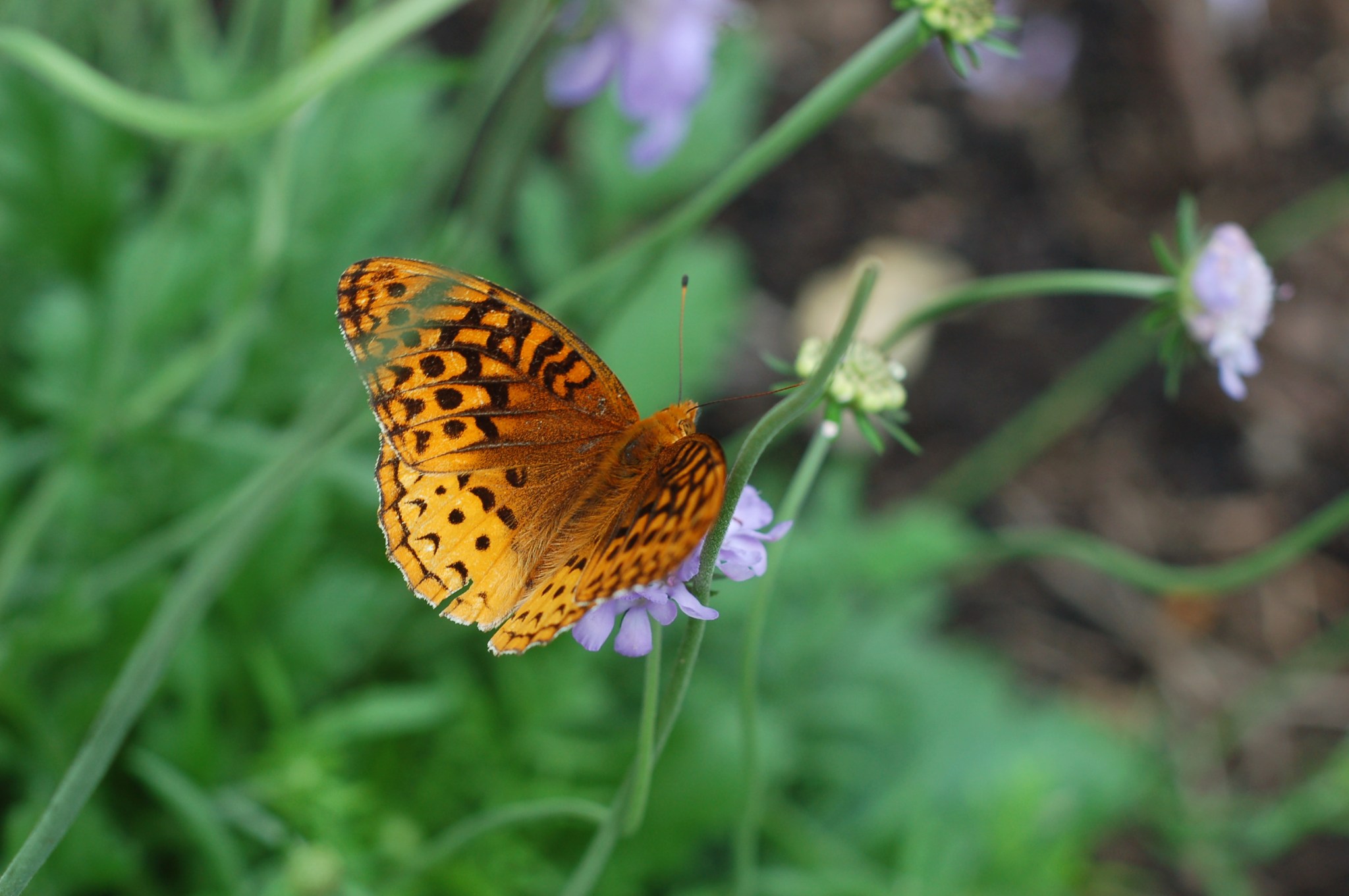 great spangled frittelary June 9_0055