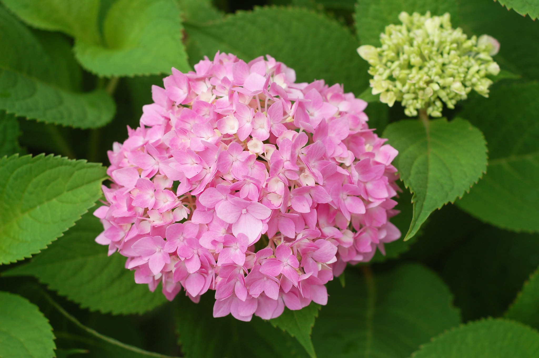 hydrangea june 9_0034