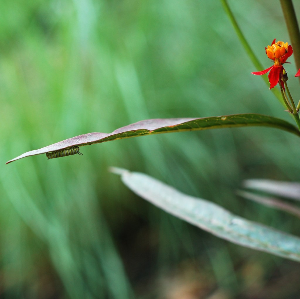 monarch caterpillar june 9_0002