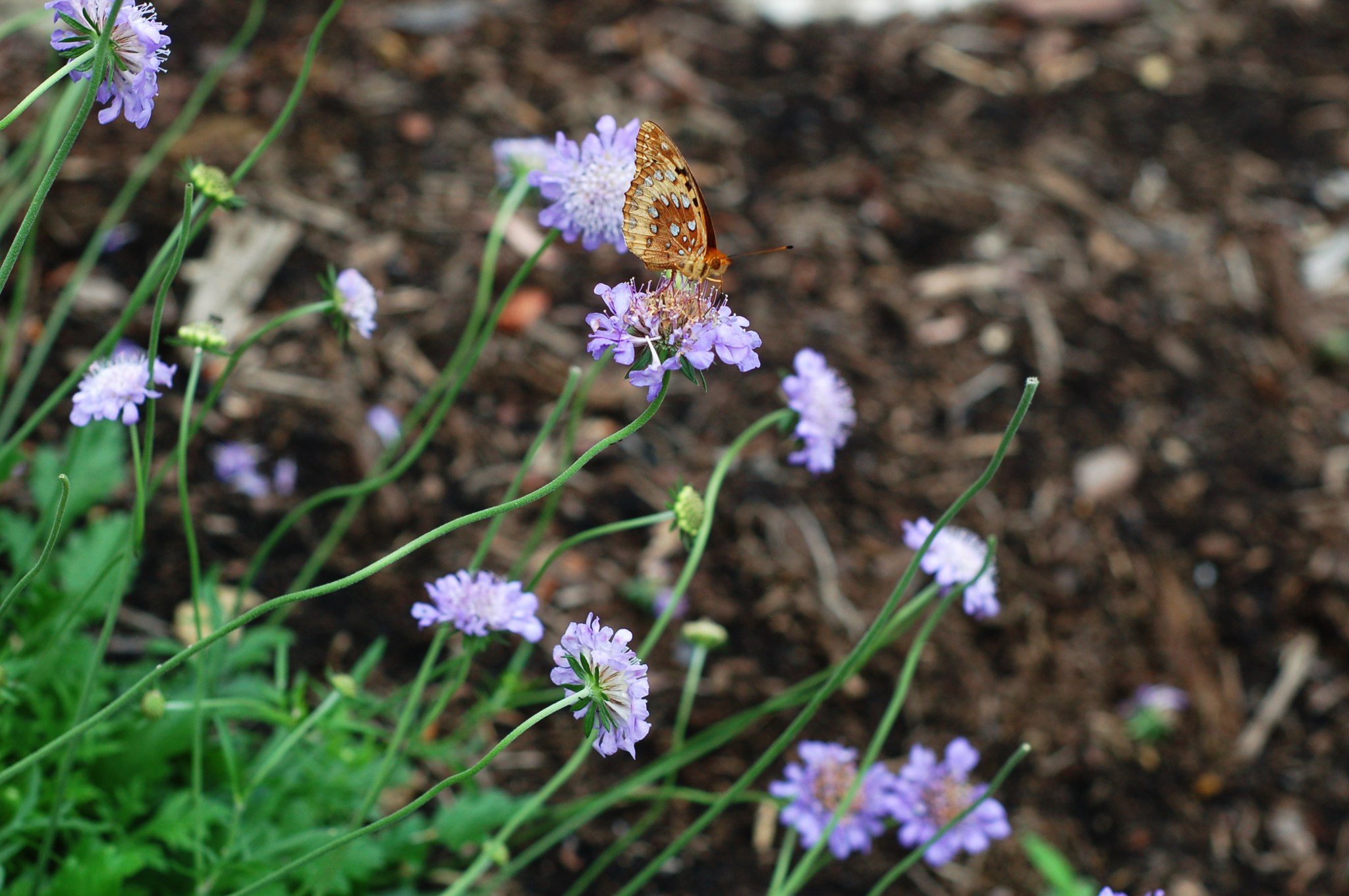 spangled frittelary side scabiosa June 9_0044