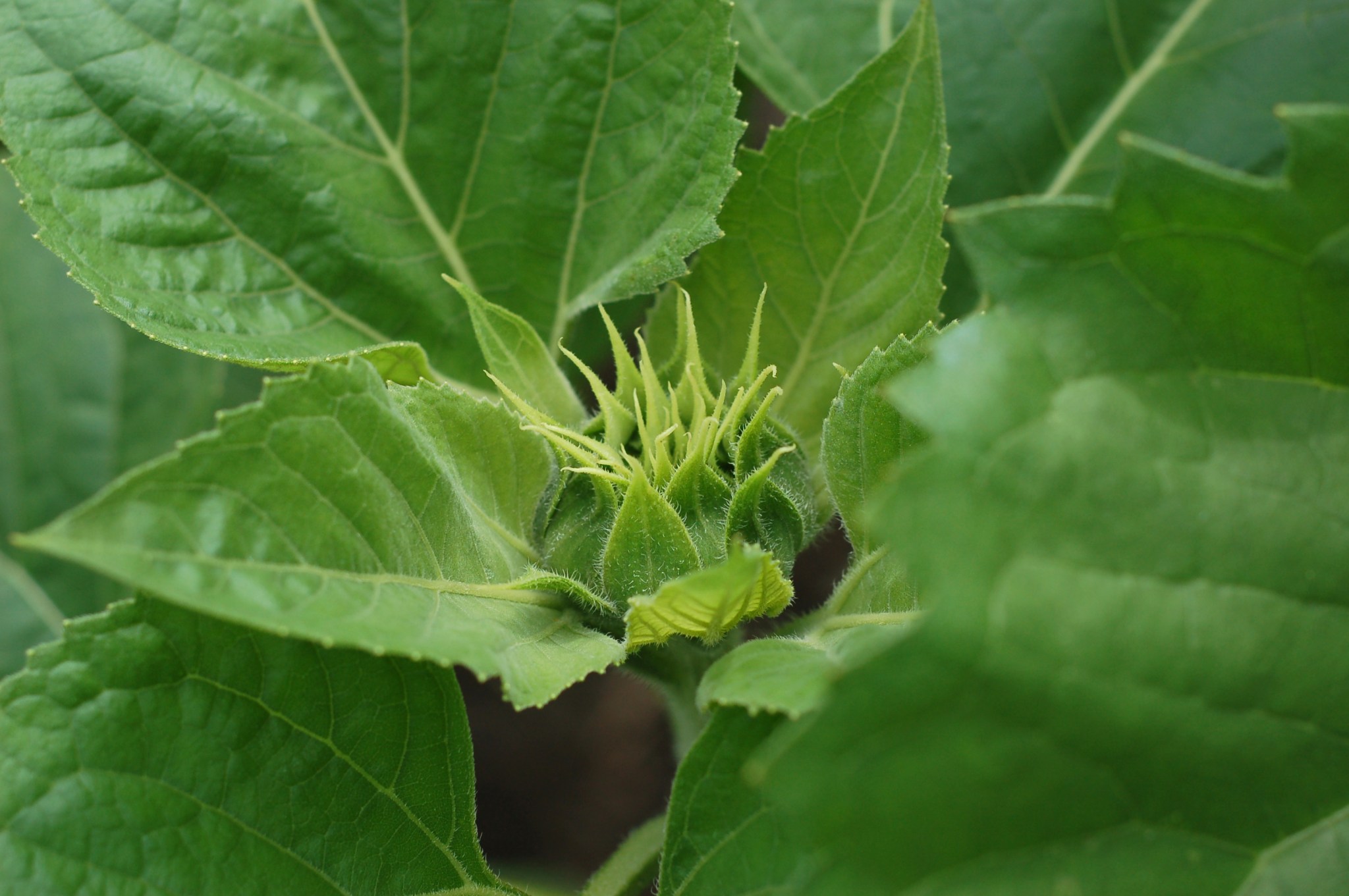 sunflower bud June 9_0038