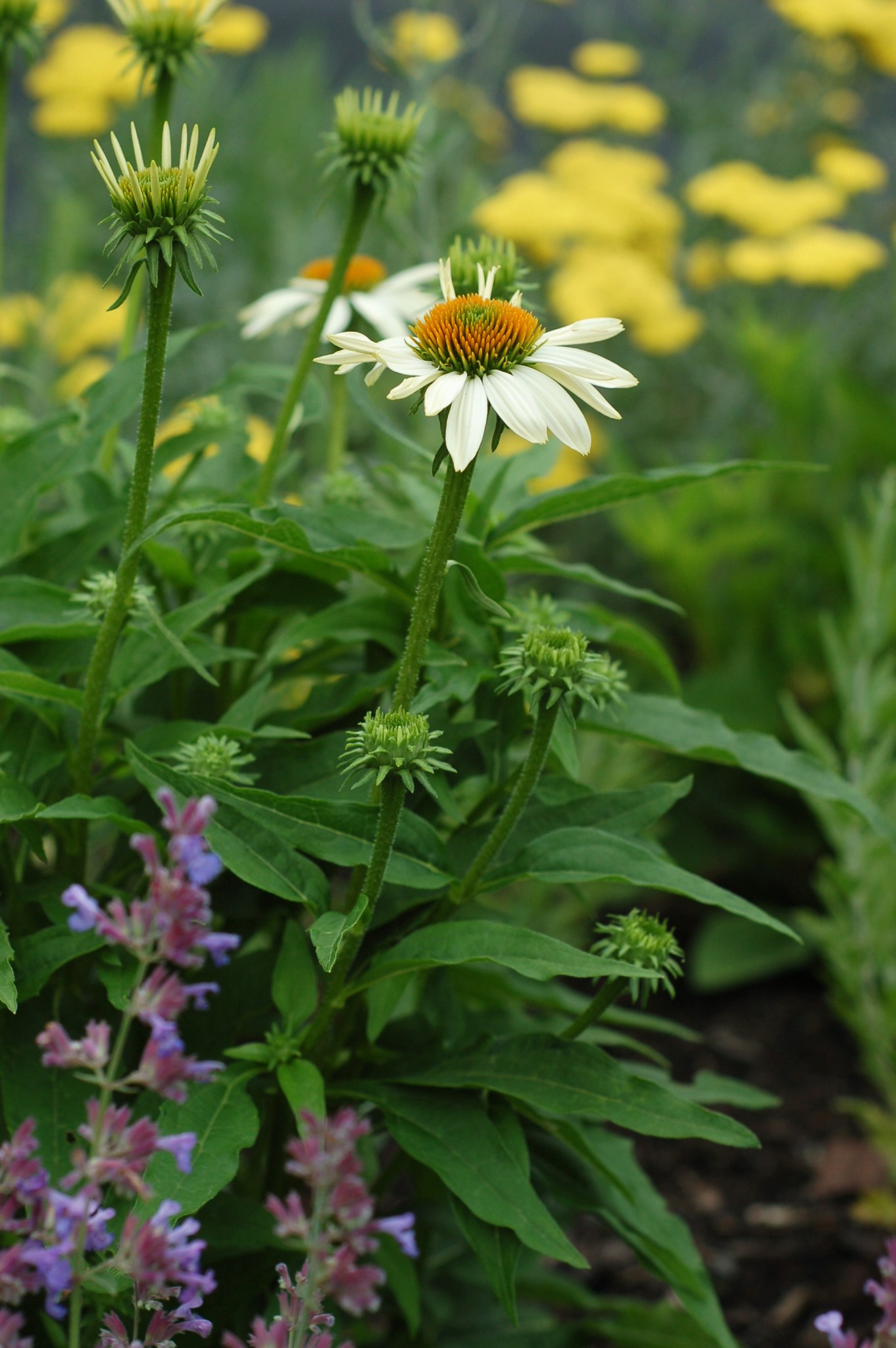 white coneflower front June 9_0020