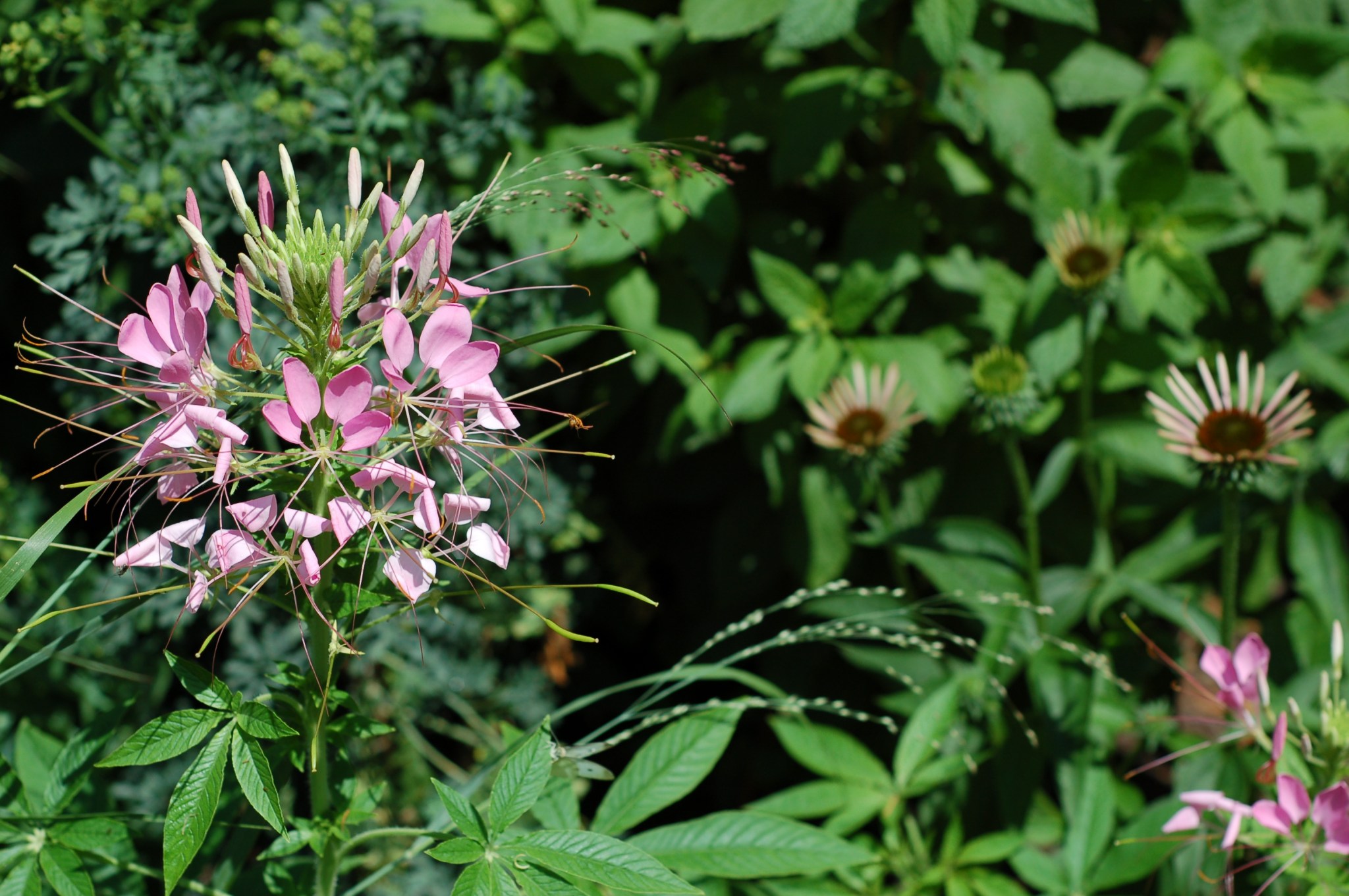 cleome_0100