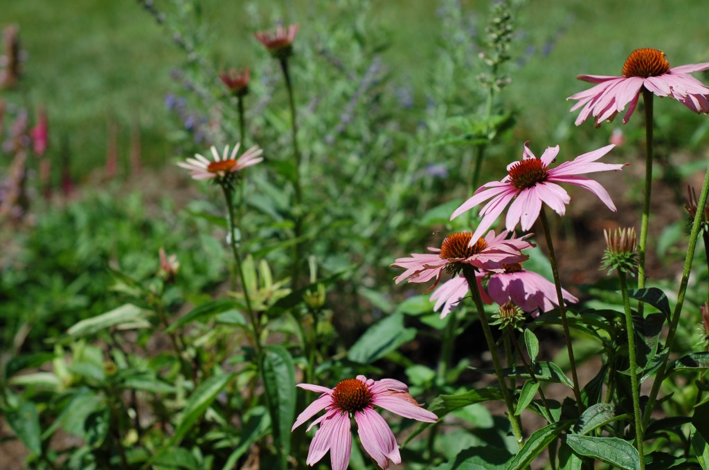 echinacea_0101