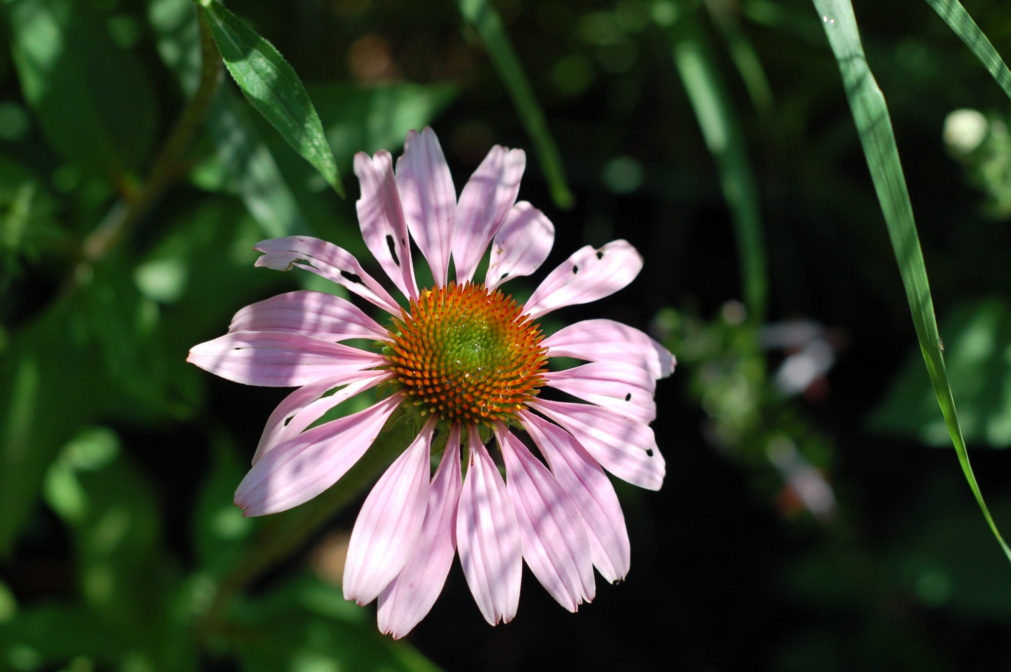 echinacea_0136