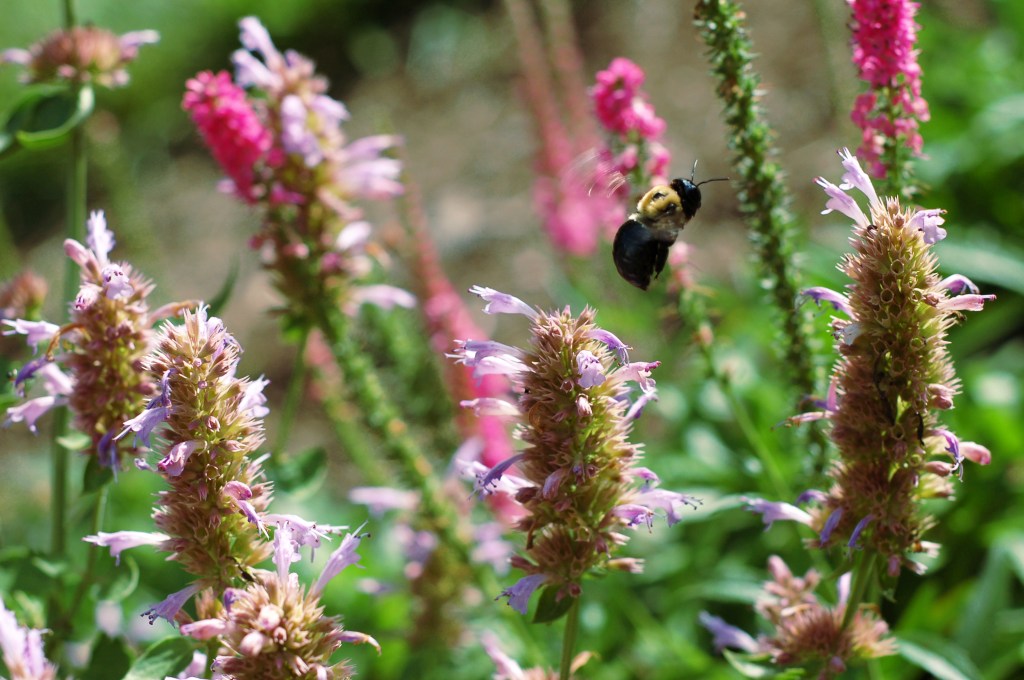 flight of the bumblebee_0033